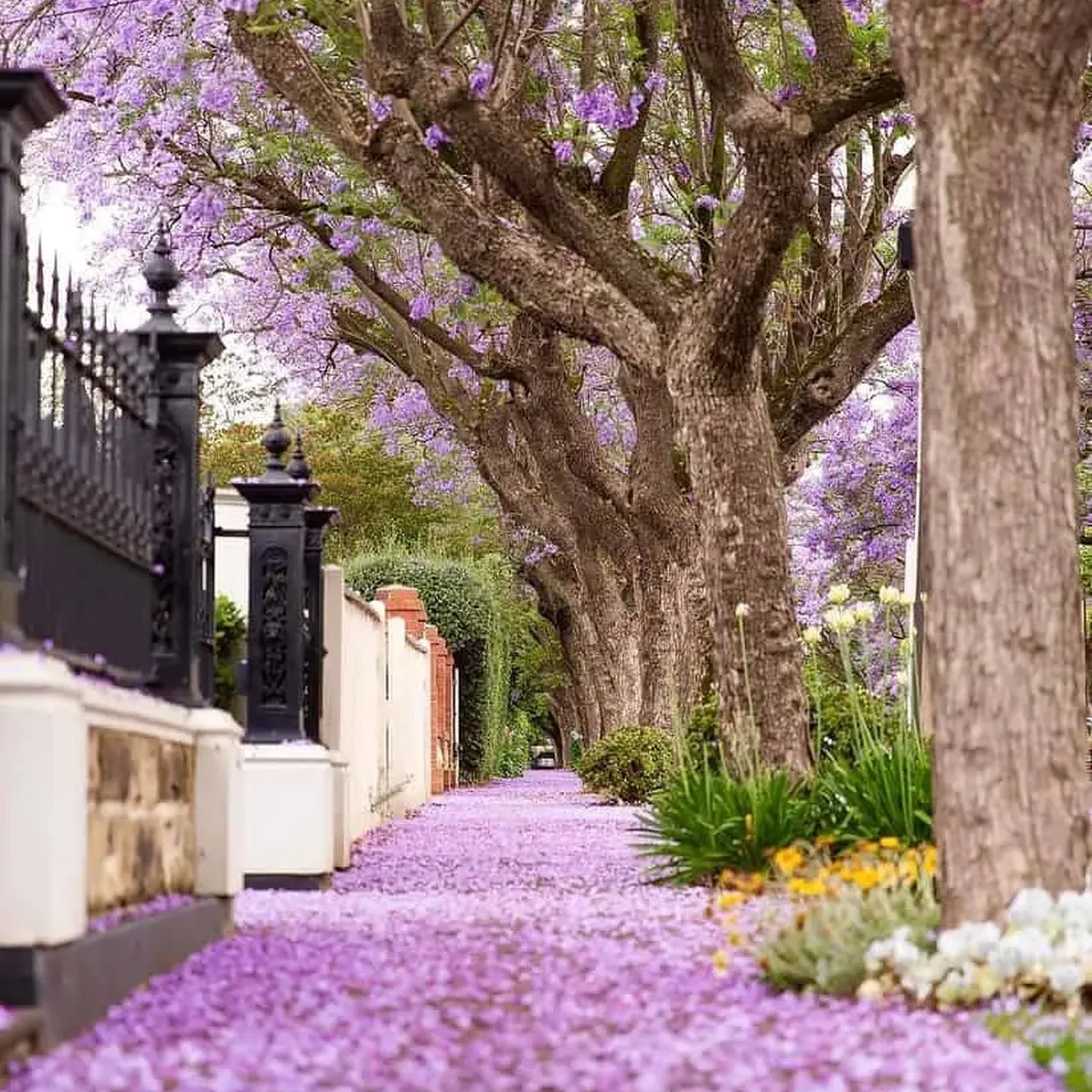 Jacaranda - Spring Activities