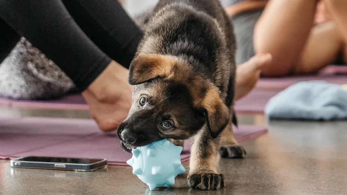 Puppy Yoga
