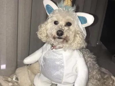 Layla as Unicorn Victorias Dog