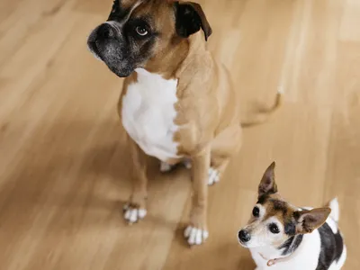 Little and Junior Nats