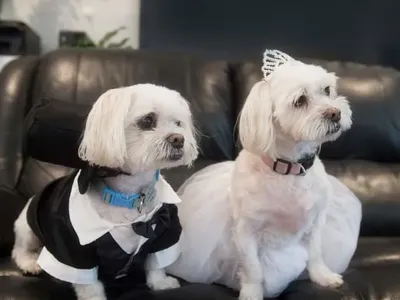 Occhie and Coco Sues Dogs